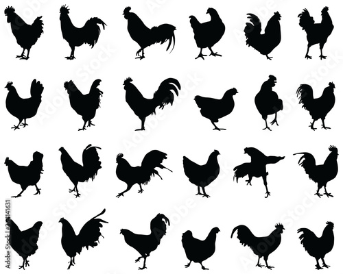 Fototapeta Black silhouettes of roosters and hens on a white background