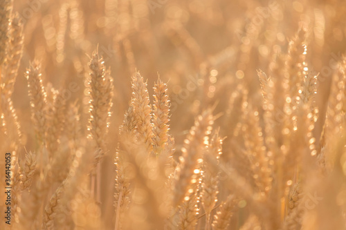 Golden ears of wheat  close-up.