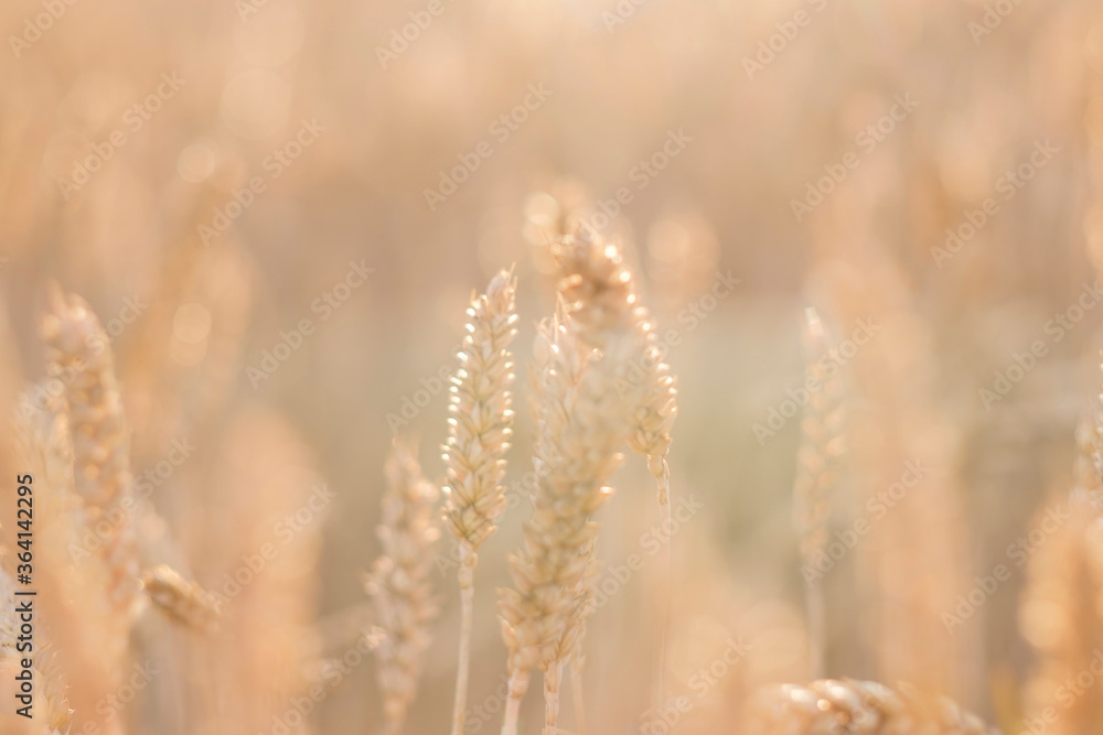 Fototapeta premium Golden ears of wheat, can be used as blurred background.