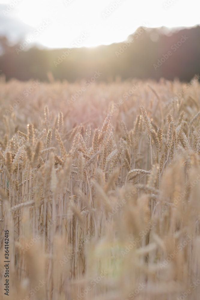 Fototapeta premium Golden ears of wheat, close-up.