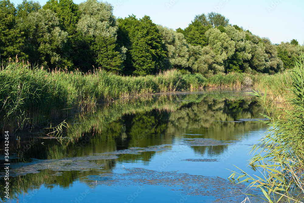 Lake in the evening surrounded by reeds.River in the evening countryside Lake in the evening surrounded by reeds.River in the evening countryside