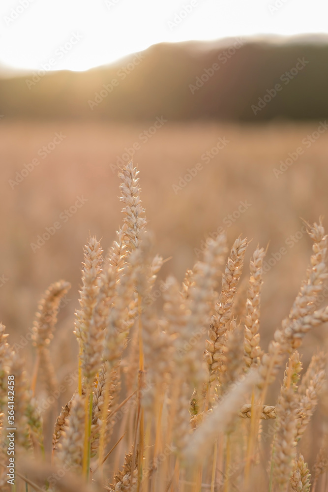 Fototapeta premium Golden ears of wheat, can be used as agricultural background.