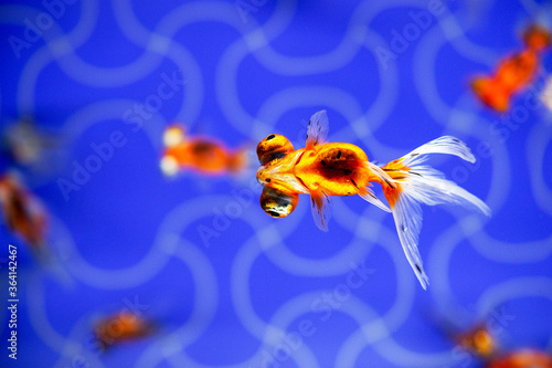 金魚 Goldfish