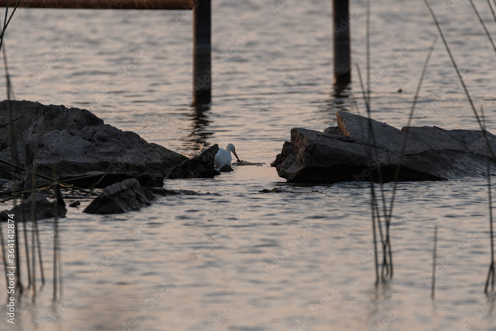 Snowy Egret jabbing at a fish in the water Snowy Egret jabbing at a fish in the water