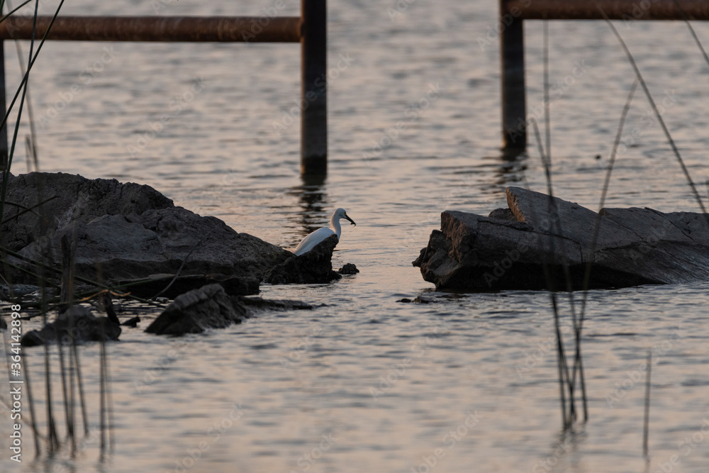 Snowy Egret near rocks with fish in beak Snowy Egret near rocks with fish in beak