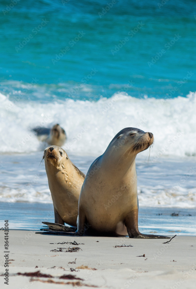 Fototapeta premium Seal Bay on Fraser Island, South Australia.