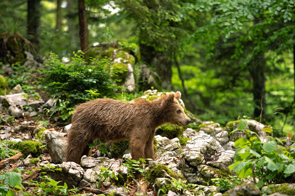 Brown bears in the forest. European bear moving in nature. Brown bear from Slovenia. Wildlife walking in nature. Bear in wildlife. Small bears in the forest. Spring in nature. Brown bears in the forest. European bear moving in nature. Brown bear from Slovenia. Wildlife walking in nature. Bear in wildlife. Small bears in the forest. Spring in nature.