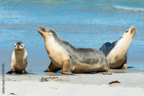 Seal Bay on Kangaroo Island in South Australia