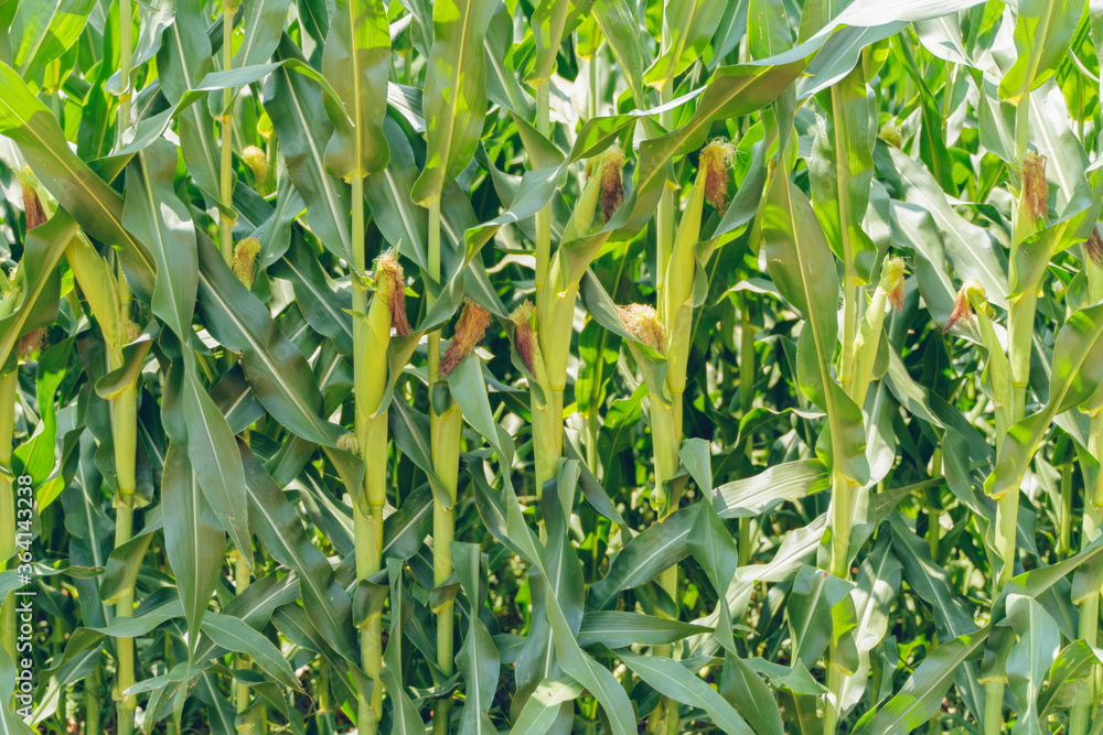 Corn field with ripe ears. A green field of corn growing up at USA Corn field with ripe ears. A green field of corn growing up at USA