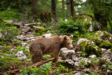 Brown bears in the forest. European bear moving in nature. Brown bear from Slovenia. Wildlife walking in nature. Bear in wildlife. Small bears in the forest. Spring in nature. 