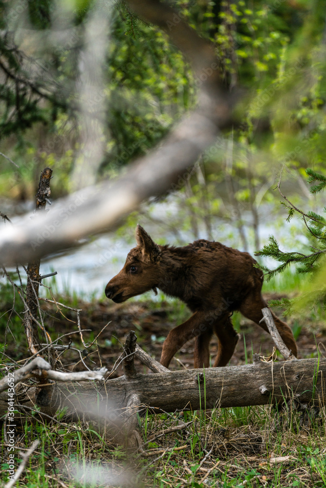 Very Young Moose in Rocky Mountain National Park Very Young Moose in Rocky Mountain National Park