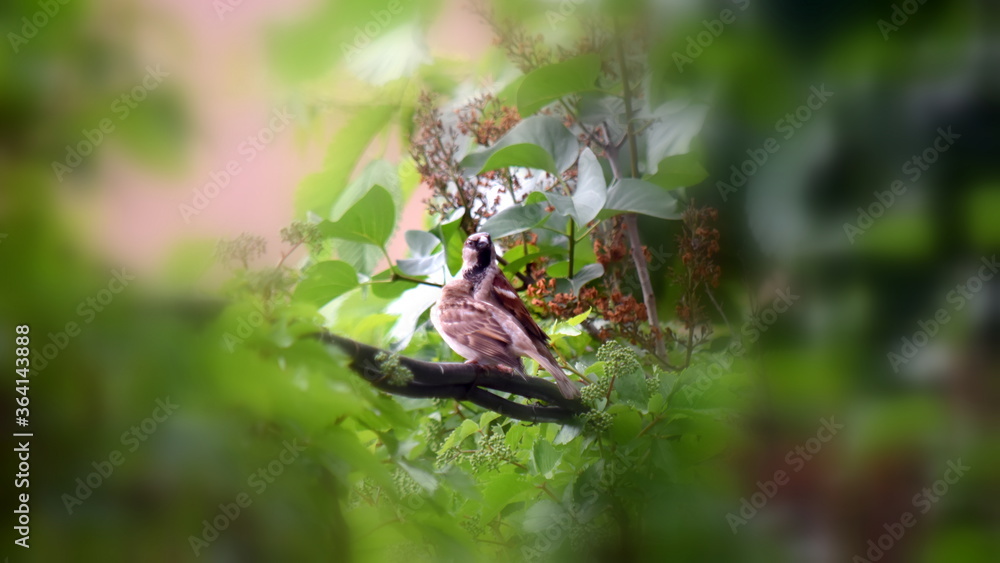 Daddy sparrow and son sparrow on green branches of lilac in focus. Background blurred Daddy sparrow and son sparrow on green branches of lilac in focus. Background blurred