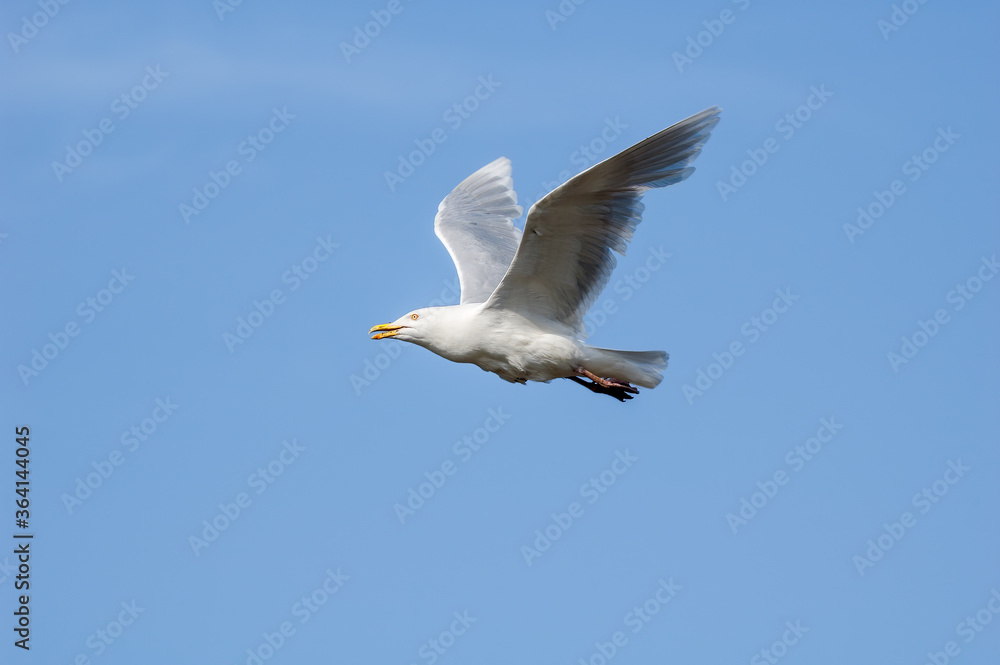 Glaucous Gull (Larus hyperboreus) in Barents Sea coastal area, Russia Glaucous Gull (Larus hyperboreus) in Barents Sea coastal area, Russia