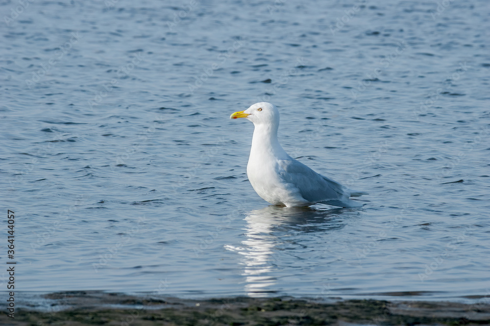 Glaucous Gull (Larus hyperboreus) in Barents Sea coastal area, Russia Glaucous Gull (Larus hyperboreus) in Barents Sea coastal area, Russia