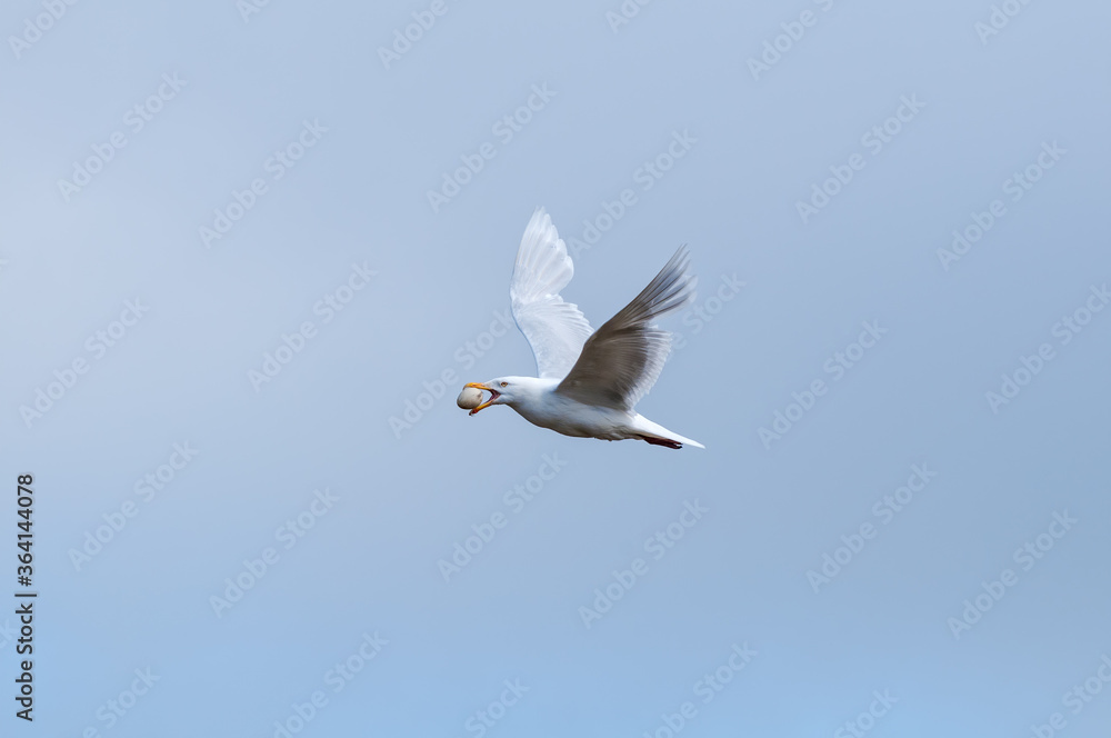 Glaucous Gull (Larus hyperboreus) in Barents Sea coastal area, Russia Glaucous Gull (Larus hyperboreus) in Barents Sea coastal area, Russia