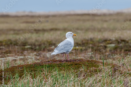 Glaucous Gull (Larus hyperboreus) in Barents Sea coastal area, Russia
