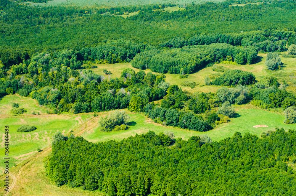 Aerial view of forest during