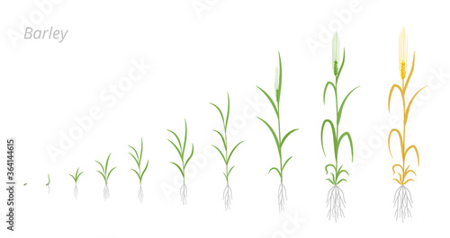 Barley plant growth stages development. Hordeum vulgare. Species major cereal grain. Harvest animation progression. Ripening period vector infographic set.