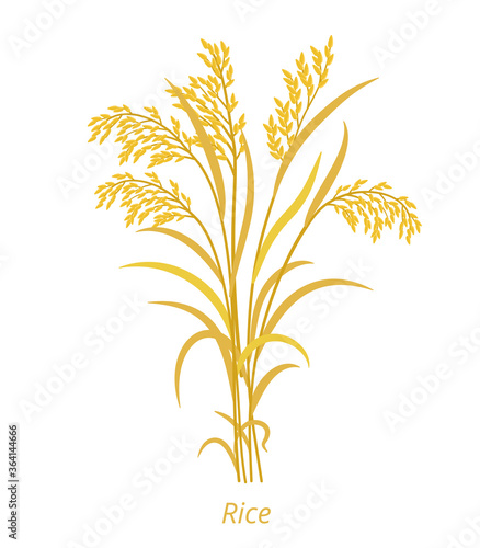 Fototapeta Naklejka Na Ścianę i Meble -  Rice plant. Bunch of orange ripe and dry grass. Oryza glaberrima. Oryza sativa. Agronomy cereal grain. Vector agricultural illustration.