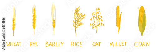 Different types of cereals. Cereal grain. Agronomy clipart. Vector infographic.