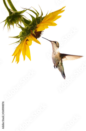 Ruby throated hummingbird at sunflower.