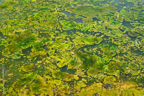 Photography Algae forming abstract patterns on a pond surface