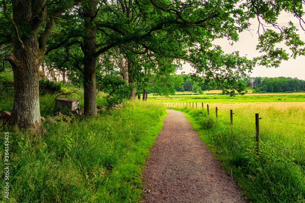Woodland full of early spring green and paved footpath with sunlight