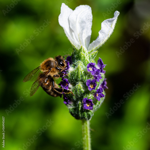 Obraz na plátně bee on lavender