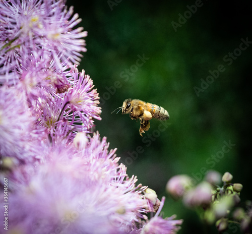 Fotografie Bee  flying