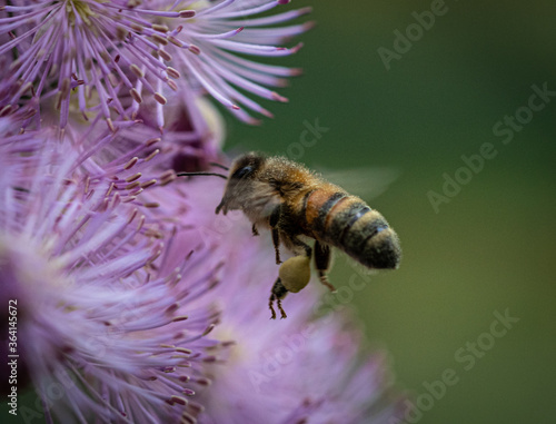 Fototapeta Bee flying