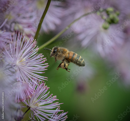 Obraz na plátně Bee flying