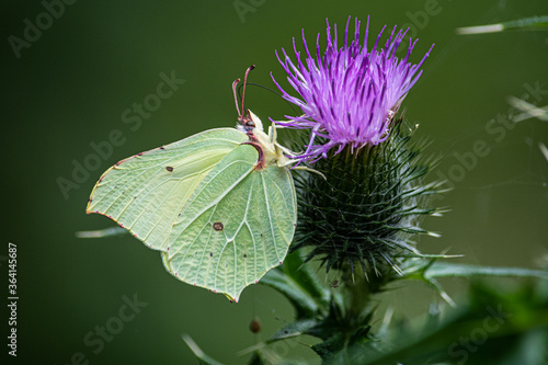 Fotografie butterfly on thistle