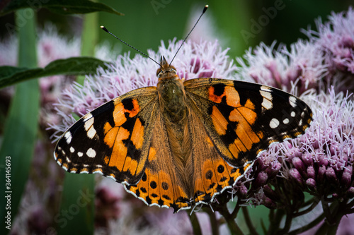 Fototapeta butterfly on flower
