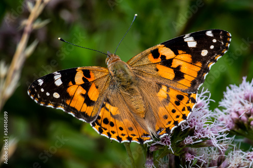 Obraz na plátně butterfly on flower