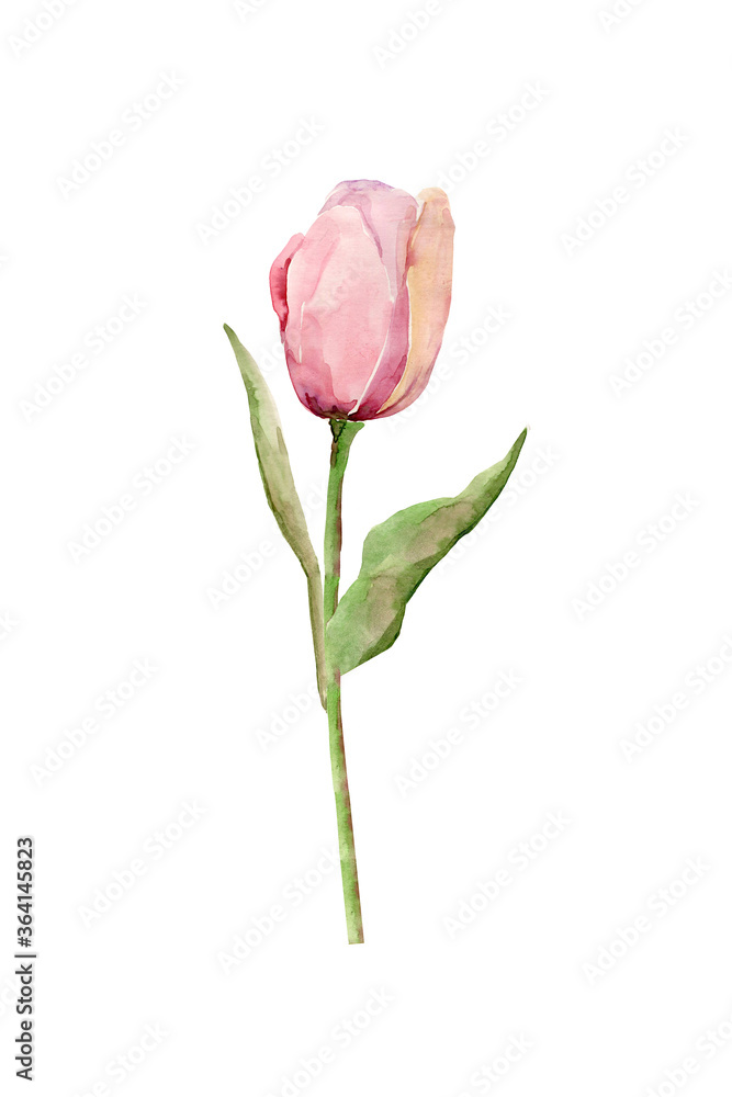 Motif.Tulip pattern.Watercolor.Image on a white background. Motif.Tulip pattern.Watercolor.Image on a white background.