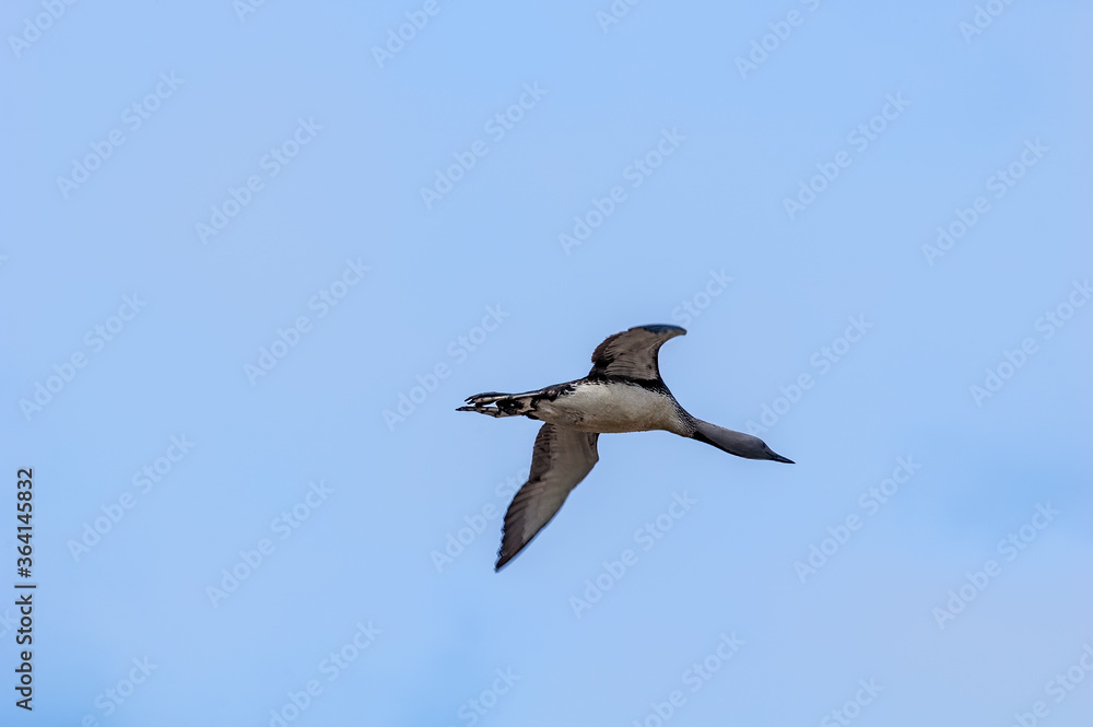Obraz premium Red-throated Loon (Gavia stellata) in Barents Sea coastal area, Russia