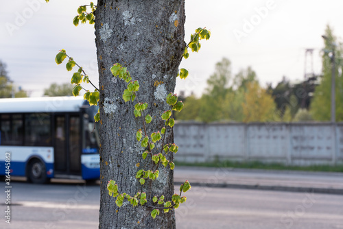 green young sprouts on a tree against the background of urban street, the environmental problem of air pollution in the city due to increased traffic, copy space for text