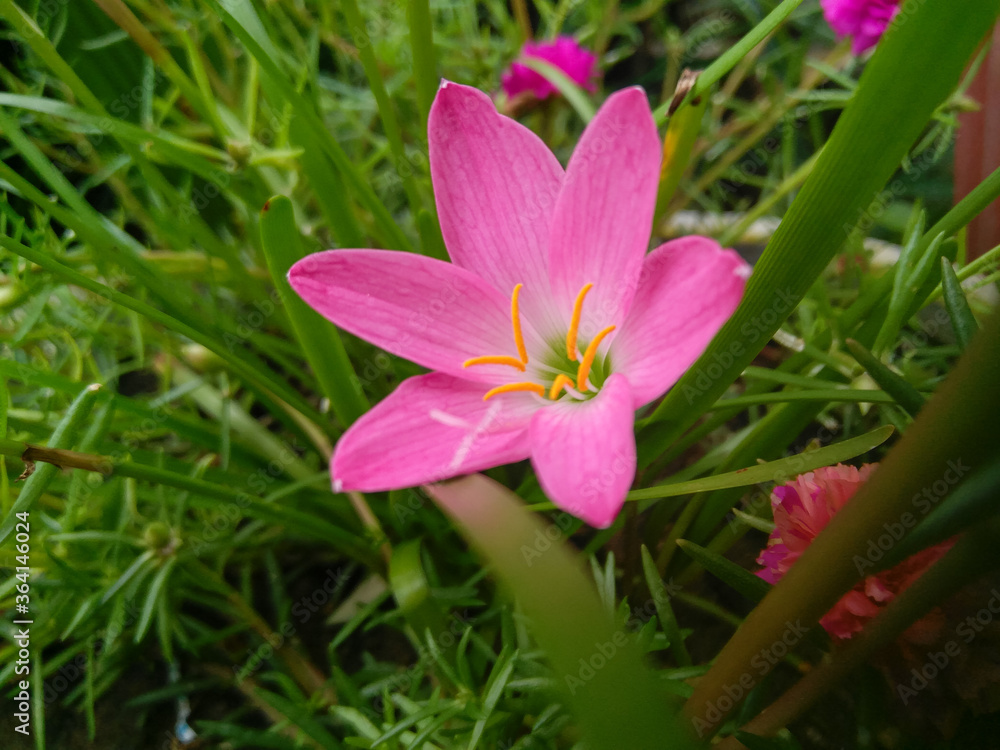 pink flower in spring