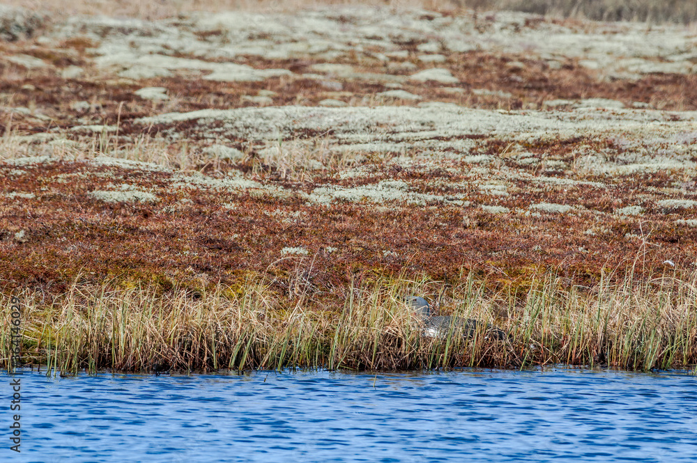 Red-throated Loon (Gavia stellata) at nest in Barents Sea coastal area, Russia Red-throated Loon (Gavia stellata) at nest in Barents Sea coastal area, Russia