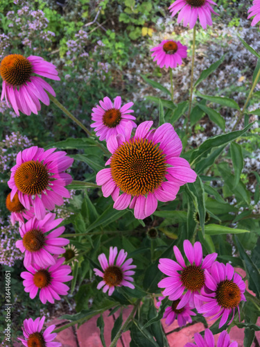 pink and white flowers