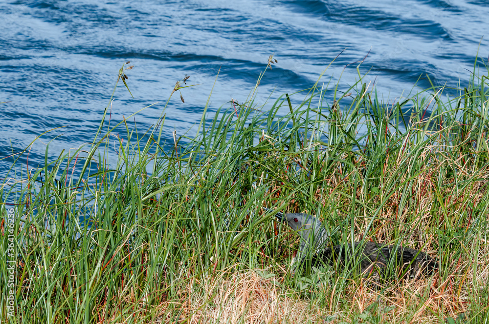 Red-throated Loon (Gavia stellata) at nest in Barents Sea coastal area, Russia Red-throated Loon (Gavia stellata) at nest in Barents Sea coastal area, Russia