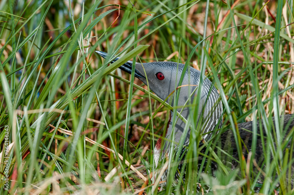 Obraz premium Red-throated Loon (Gavia stellata) at nest in Barents Sea coastal area, Russia