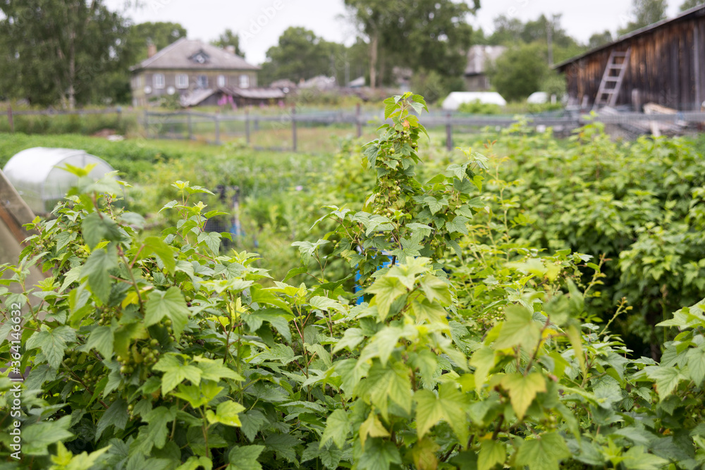 Green leaves of the currant bush without berries. Country background Green leaves of the currant bush without berries. Country background