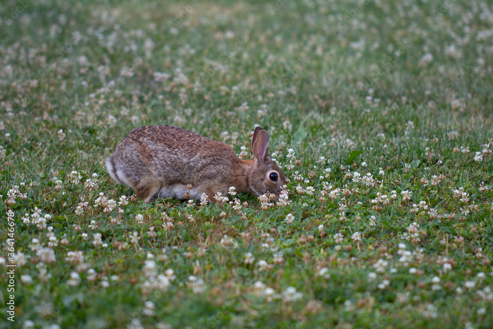 Fototapeta premium Wild Brown Rabbit Eating Clover