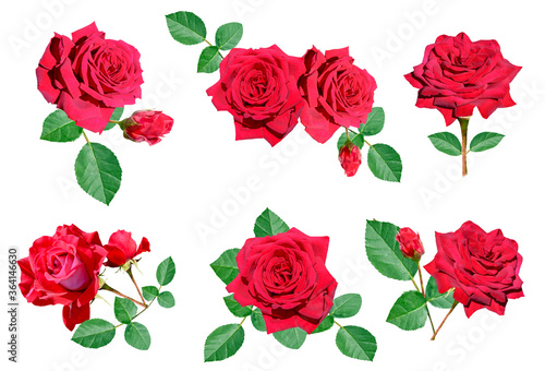 Collection of red rose flowers and green leaves isolated on white background  © Elena Umyskova