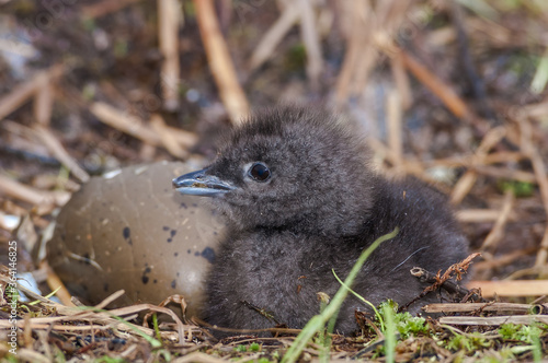 Принти на полотні Red-throated Loon (Gavia stellata) chick in Barents Sea coastal area, Russia