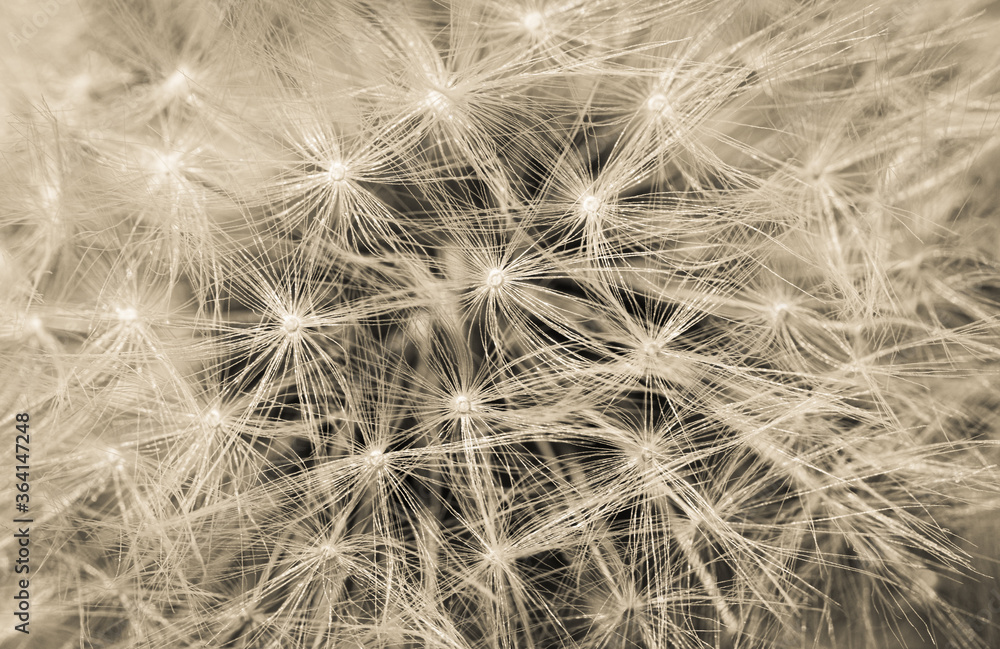 Obraz premium close up of dandelion