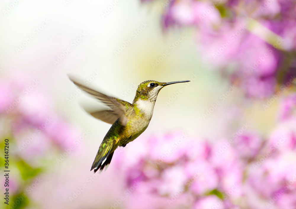 Obraz premium Ruby throated hummingbird in motion.