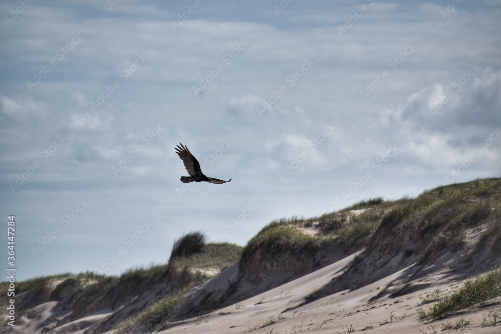 aguila
mar
playa
pesca
vuelo
ave
pajaro aguila
mar
playa
pesca
vuelo
ave
pajaro