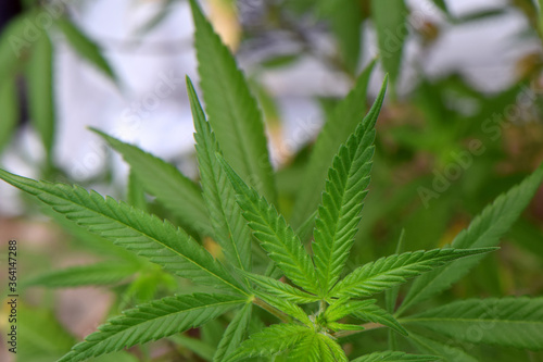 Gelato Cannabis Leaf 01
